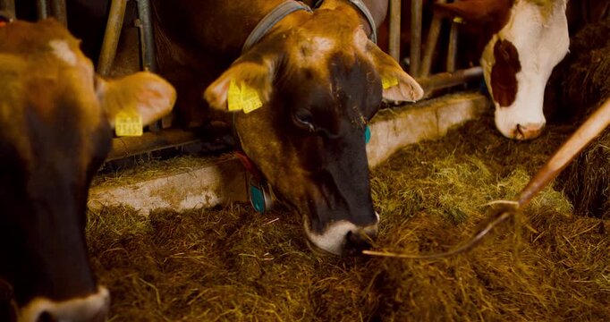 Group of dairy cows with ear tags eating hay inside a stable on a traditional farm