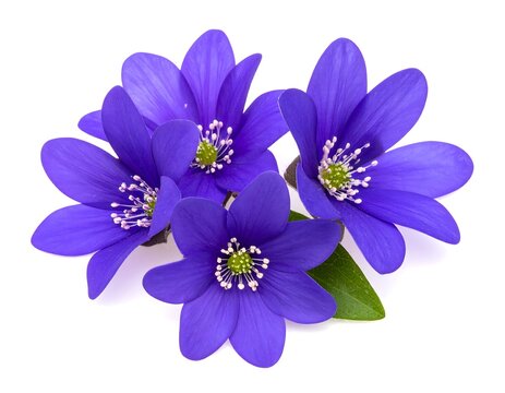 Blue flowers on white.