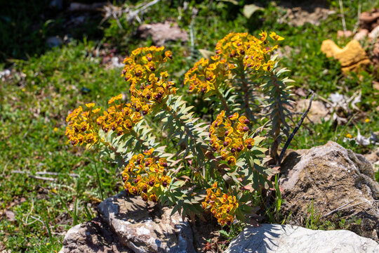 Vibrant Yellow Wild Euphorbia rigida Spurge Blooming in Rocky Terrain