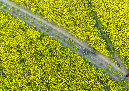Aerial view of a bicycle resting on a dirt path cutting through a vibrant field of yellow flowers, Sirajganj, Rajshahi Division, Bangladesh.