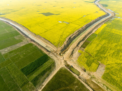 Aerial view of vibrant yellow mustard fields meet lush green rice paddies, intersected by winding waterways, creating a striking tapestry from above, Sirajganj, Rajshahi Division, Bangladesh.