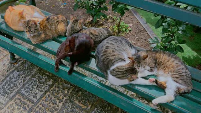 Cats Sleeping on Bench Herceg Novi Montenegro Spring 4K