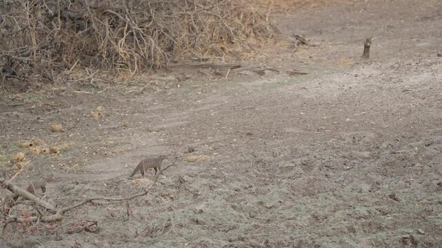 Banded mongooses walk across dry bumpy terrain in slow motion on a dusty road in Kruger National Park, South Africa, showing savanna habitat and wild mammal behavior.