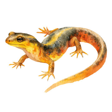 Stylized watercolor Newt vector, modern artistic illustration with high-quality details on a pure white background.