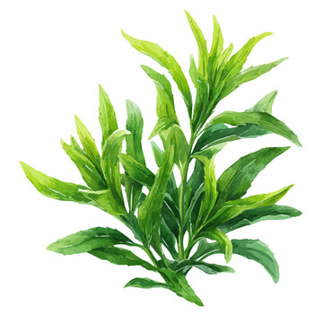 Tarragon watercolor vector, hand-painted style, high-quality illustration isolated on white background.