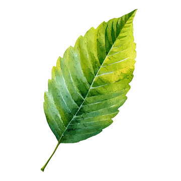 Watercolor Walnut Leaf vector, artistic painting style, high-resolution illustration on a pure white background.