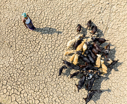 Aerial view of a lone figure guiding a flock of goats across the arid, cracked earth, a stark contrast of life and desolation, Sirajganj, Rajshahi Division, Bangladesh.
