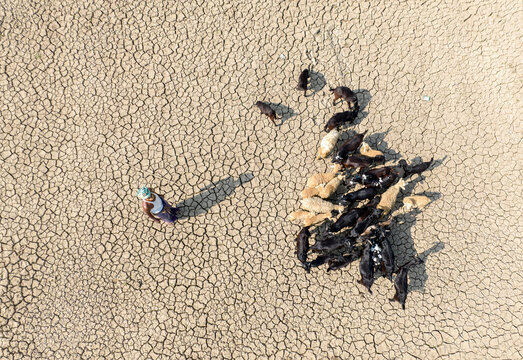 Aerial view of a shepherd guiding a flock of sheep across the parched, cracked earth, a stark image of drought, Sirajganj, Rajshahi Division, Bangladesh.