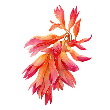 Flaming Katy watercolor drawing vector, premium quality illustration on a clean white background.