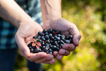 Hands holding blueberries, outdoor harvest scene, berry picking in nature, for culinary inspiration and healthy lifestyle visuals, pick berries, digital detox © Dina Photo Stories