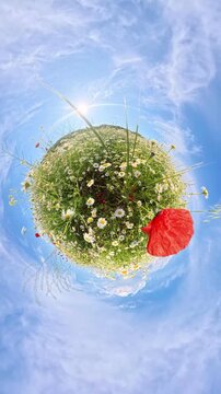 Wildflowers meadow summer field of daisies and red poppies under a bright blue sky with a creative tiny planet effect