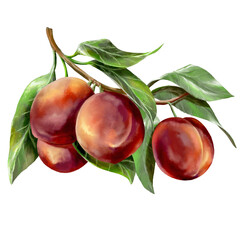 Red peaches on the branch © ARTBRUSH