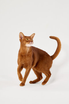 The Abyssinian cat stands upright with its head tilted upward. Its posture appears curious and focused.