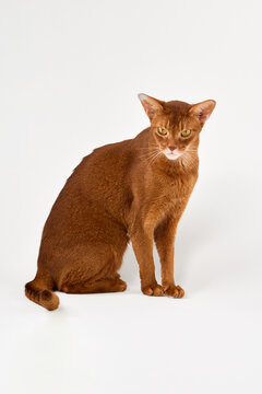 An Abyssinian cat sits upright with an alert expression. Its reddish fur and slender posture stand out against the white backdrop.