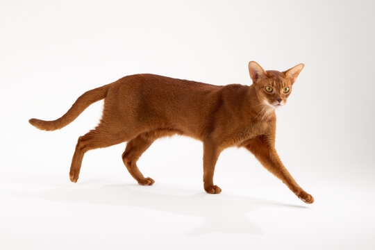 An Abyssinian cat moves steadily to the right. Its tail and legs are caught mid-step.