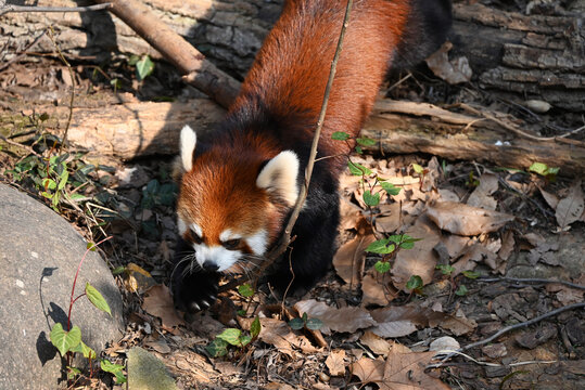 a red panda walking on the ground in sunny afternoon