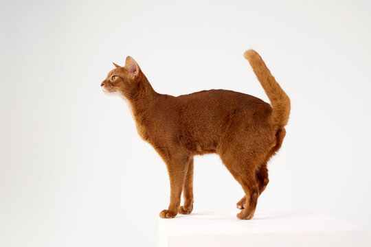 An Abyssinian cat stands still on a white platform, tail up. The frame captures its elegant silhouette.