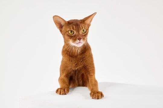 An Abyssinian cat sits upright and looks directly at the camera. Its ears point up in a relaxed pose.