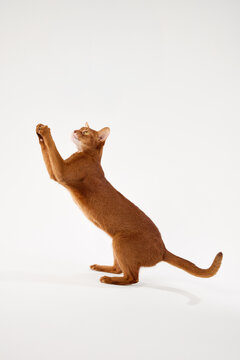 The Abyssinian cat balances on back paws with its front legs in the air. The motion suggests alert play behavior.