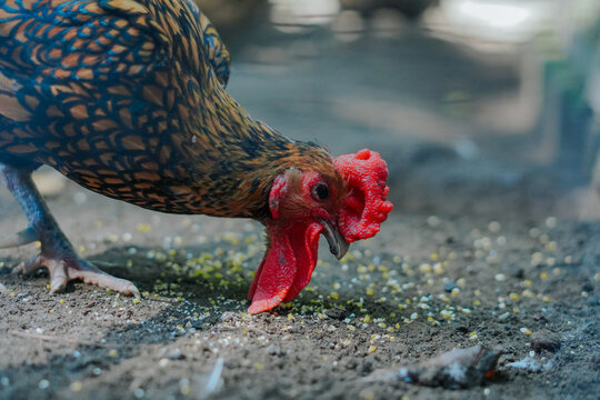 The male Sebright chicken is clearly visible from its bright red comb.