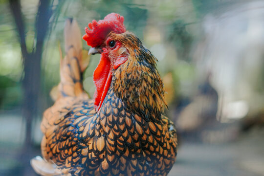 A mature male Sebright chicken, its color is beautiful