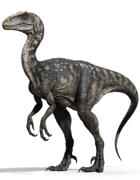 Realistic 3D model of a Coelophysis dinosaur standing on a white background