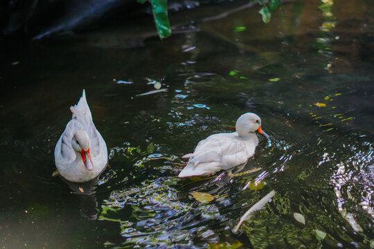 The Silver Bahama Pintail (Anas bahamensis) is a leucistic (silver-white) mutation of the Bahama Pintail (White-cheeked Pintail) that is popular among bird collectors. This duck is known for its elega