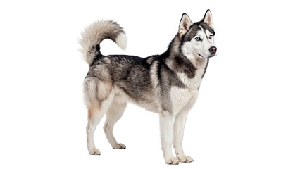 Siberian husky standing isolated on transparent background cut out © 1png-stock