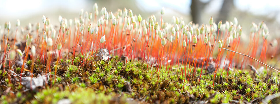 Blurred moss sporophytes with intentionally soft focus. Surreal micro nature world. Suitable for environmental, calm, or atmospheric concepts. Zen background. Minimal. 