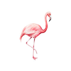 Obraz premium Pink flamingo bird. Watercolor hand drawn zoo animal, isolated illustration on transparent background. Perfect for tropical design projects. For designers, invitations, decoration, postcards, wrapping