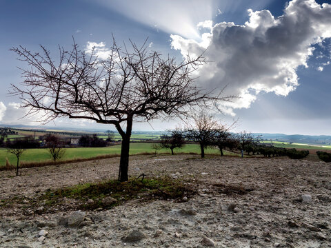 Almendros en invierno