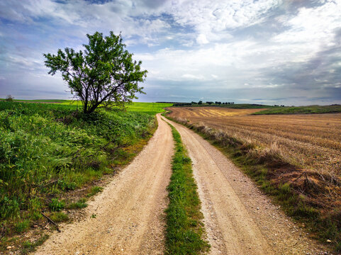 Camino entre sembrados y rastrojos