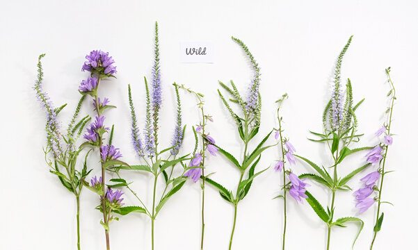 Wild medicinal herbs Campanula and Veronica longifolia, natural healing wildflowers
