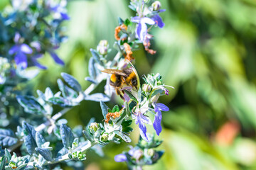 Una abeja al comienzo de la primavera © Mr WeaK