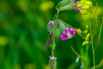 Insecto al comienzo de la primavera © Mr WeaK