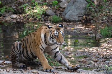 Fototapeta premium Royal Bengal Tiger emerging from water at Panna Tiger Reserve during morning safari