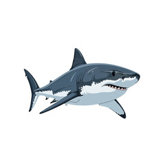Fototapeta premium Great White Shark Vector Illustration Isolated on White Background