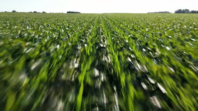 Low altitude aerial view over symmetrical rows of young corn plants