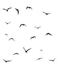 Obraz premium flock of duck birds flying on clear background png. png flock of birds flying in sky isolated clear background. flock of birds silhouette isolated on transparent clear background