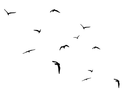 flock of duck birds flying on clear background png. png flock of birds flying in sky isolated clear background. flock of birds silhouette isolated on transparent clear background