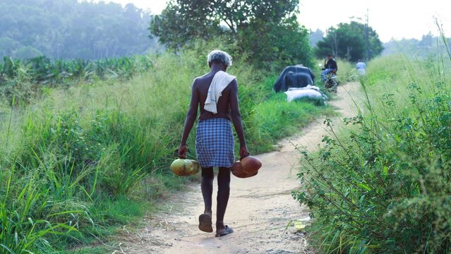 elderly Indian villager walking on a rural dirt path while carrying harvested coconuts in Kerala