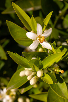 Fragrant White Citrus sinensis Flowers and Green Leaves in Spring Sunlight - Lemon tree