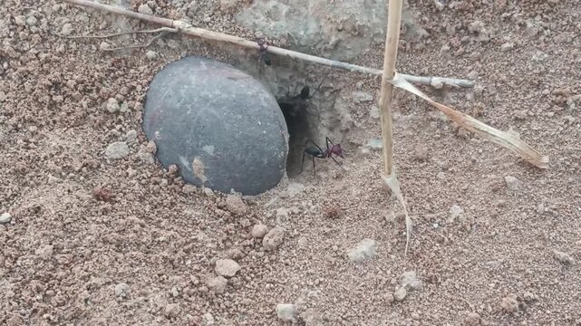 Macro Video of Large Ants Entering Underground Nest in Sandy Soil