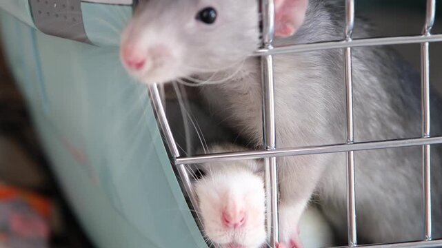 little cute pet rat sitting in opened travel container, closing the door