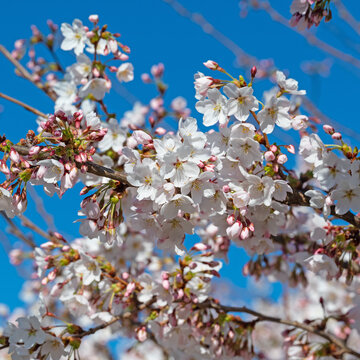 Zierkirschen mit wei&szlig;en Bl&uuml;ten