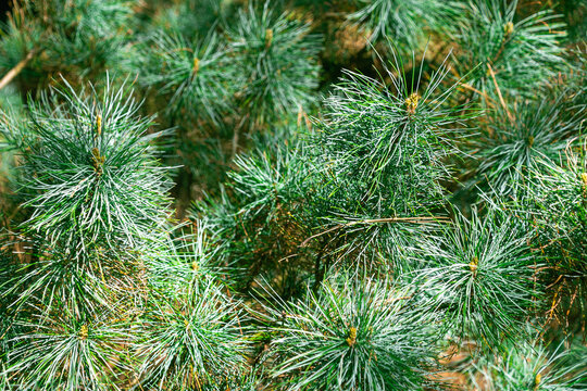 Pine needle clusters forming dense foliage on branches. Pinus cembra