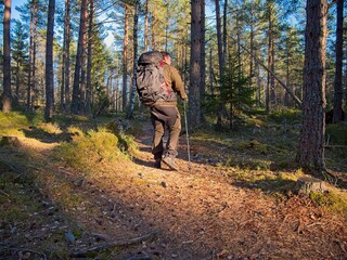 Fototapeta premium Hiker with backpack walking on forest trail in sunny woodland