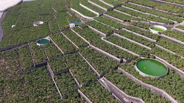 Aerial View Banana Plantations on Volcanic Lava Delta La Palma Canary Islands Spain; Industrial Agriculture Tropical Farming