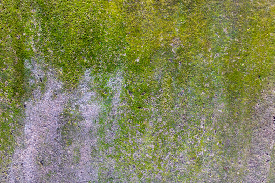 Concrete wall covered by green moss and algae outdoors