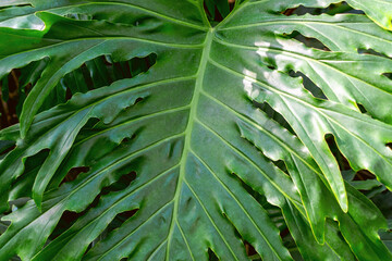 Large green tropical leaf with deep lobes and veins close up. Philodendron bipinnatifidum © bykot
